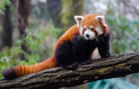 चिडियाखानाबाट दुर्लभ वन्यजन्तु रेडपाण्डा चोरी गर्ने प्रयास,युवक फरार