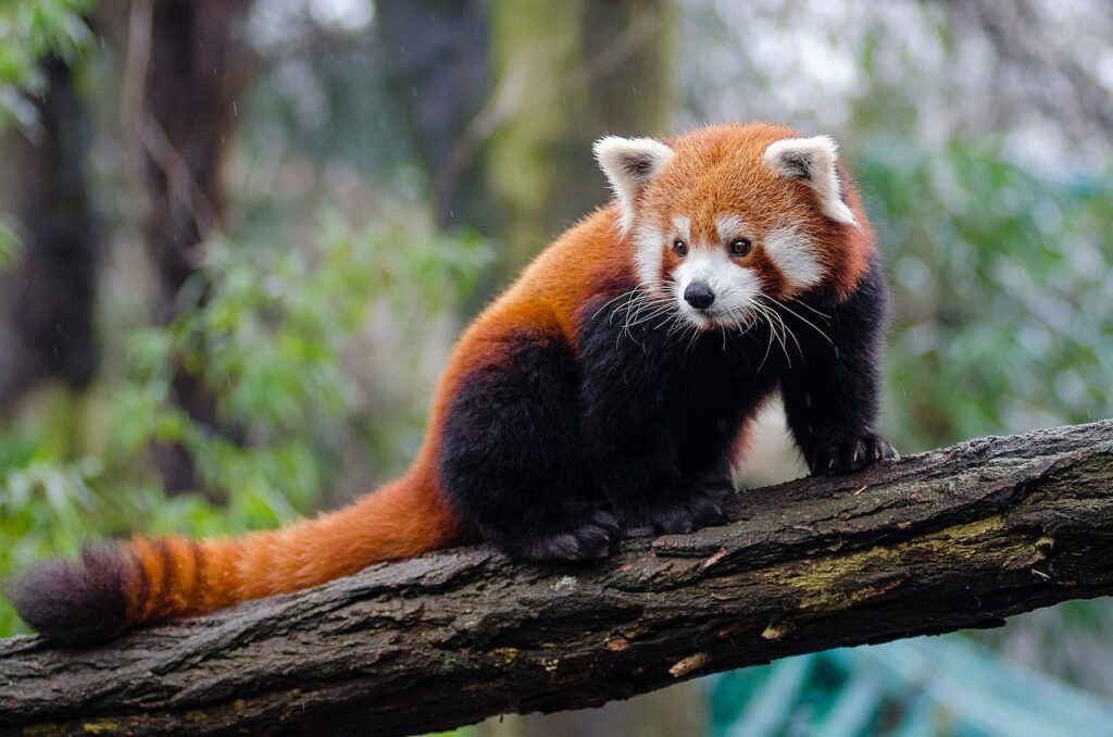 This image has an empty alt attribute; its file name is Red_Panda_24986761703-1024x678.jpg