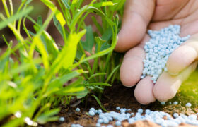 मधेशमा मल अभाव: युरिया सकिँदै, डीएपीले कति पुर्‍याउला राहत?