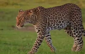 कुसुन्ती हाइटबाट चितुवा उद्धार, उपचारपछि बासस्थानमा फर्काइने